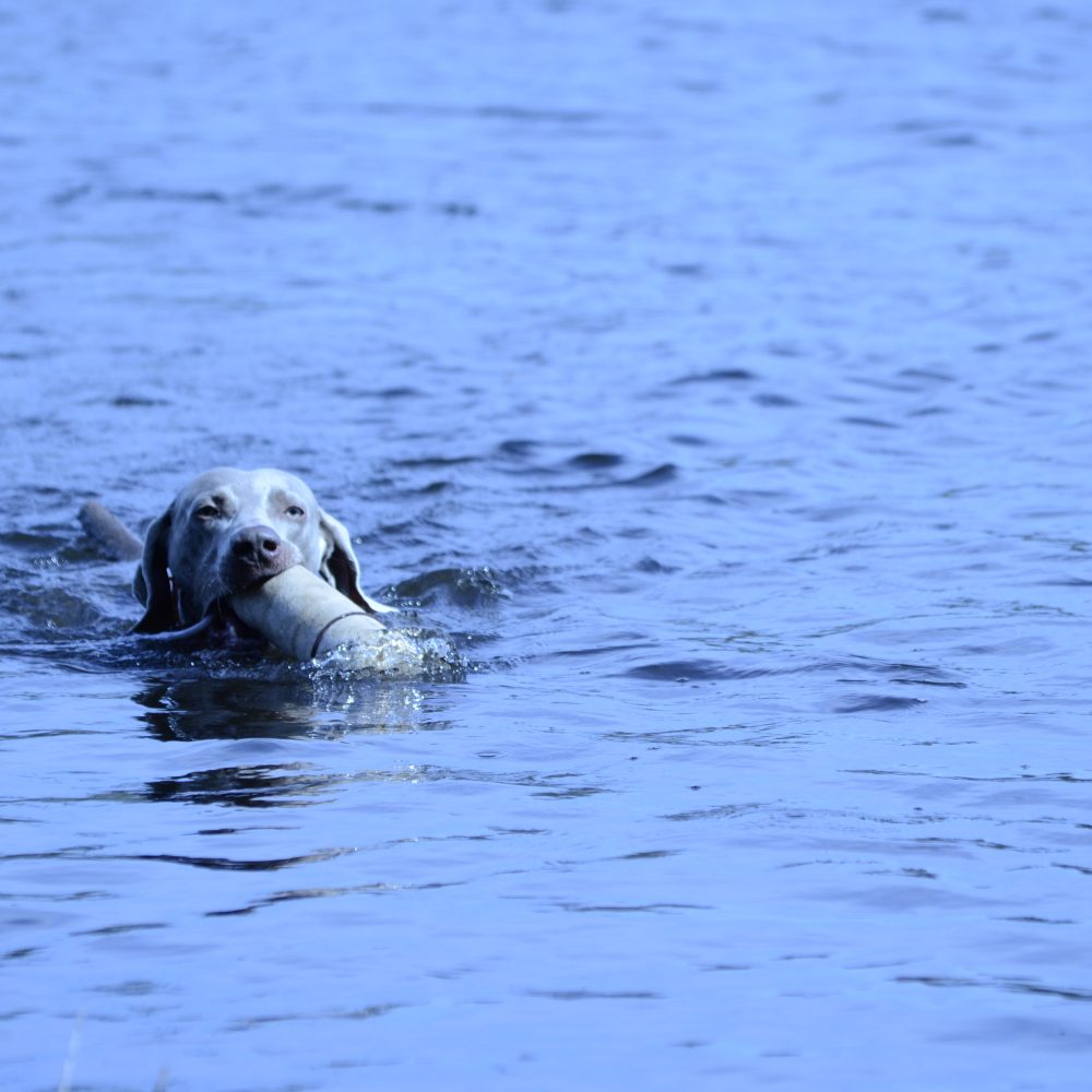 Goose swimming