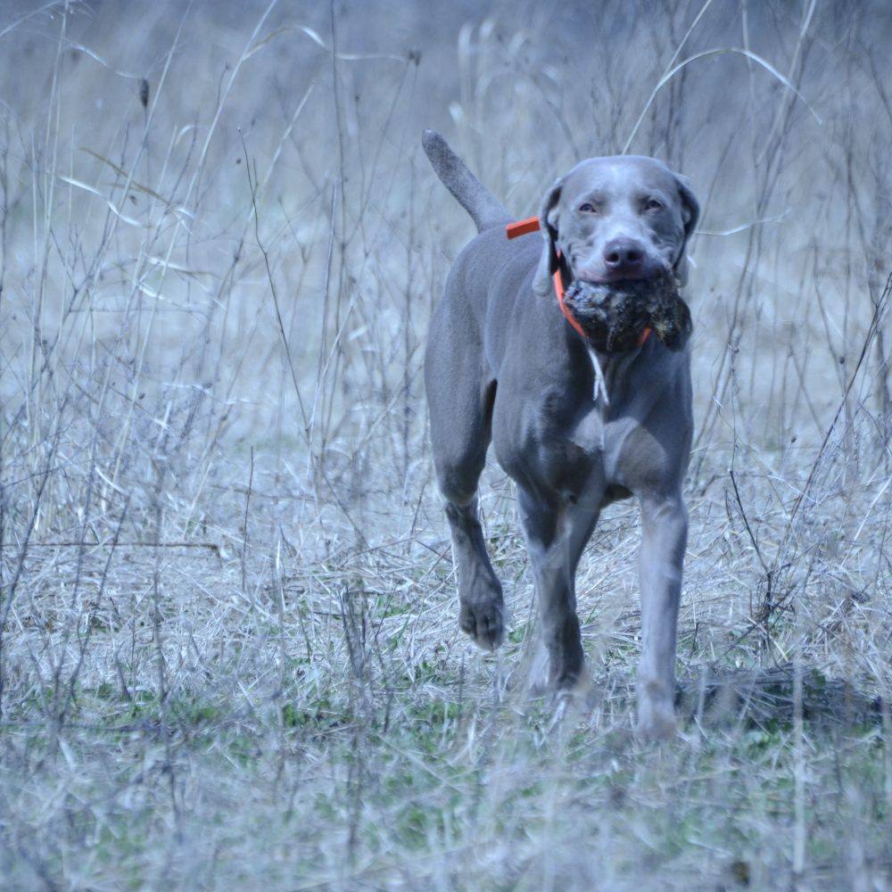 Judd land retrieve