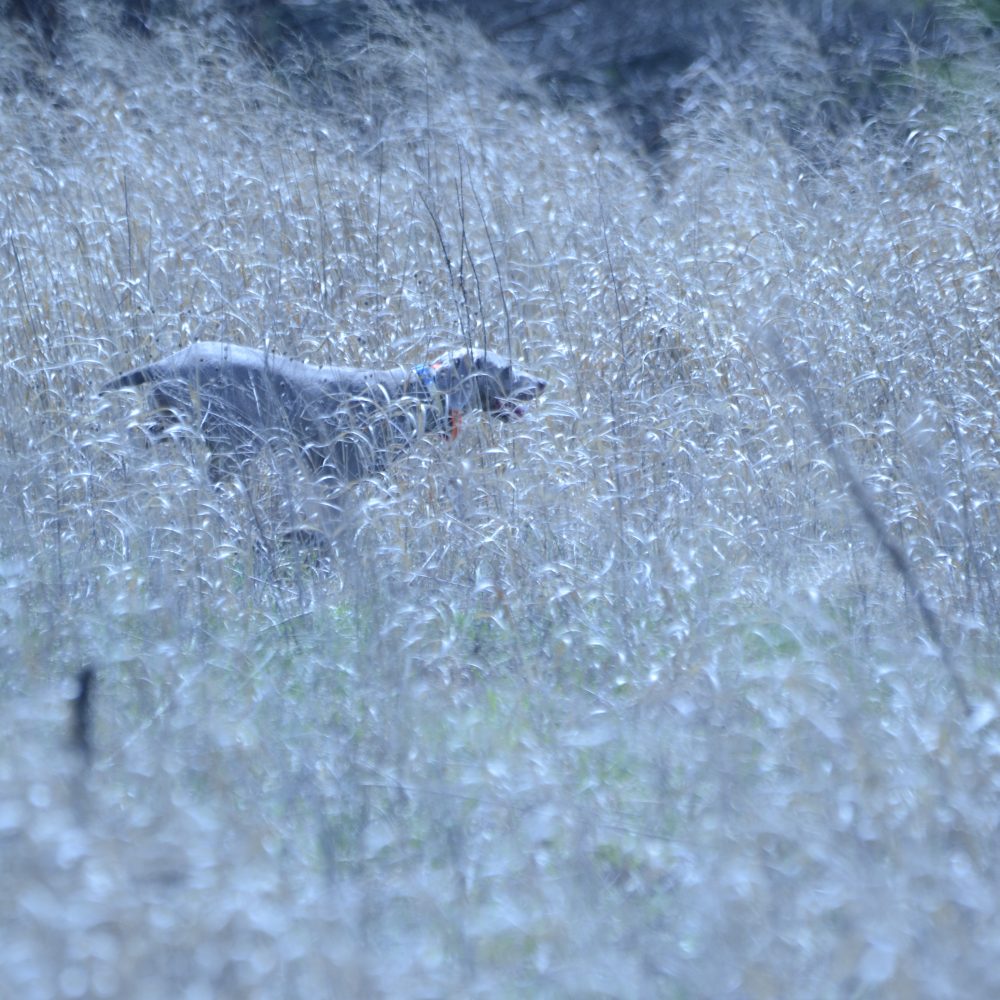 Elsa in the field