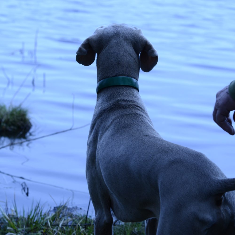 Gibbs at the water