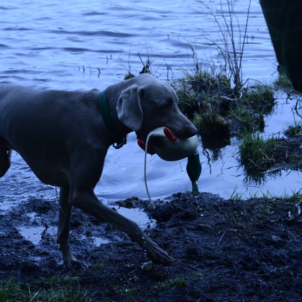 Gibbs water retrieve