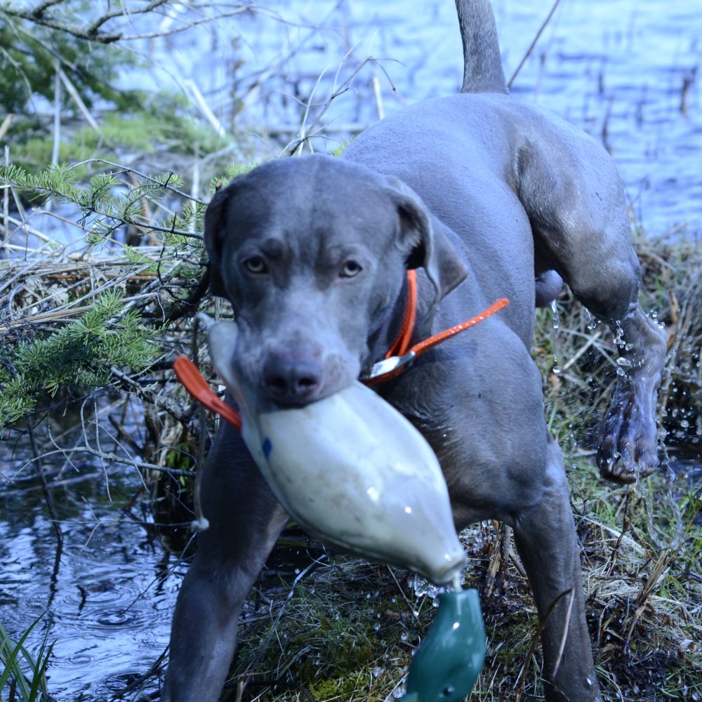 judd water retrieve