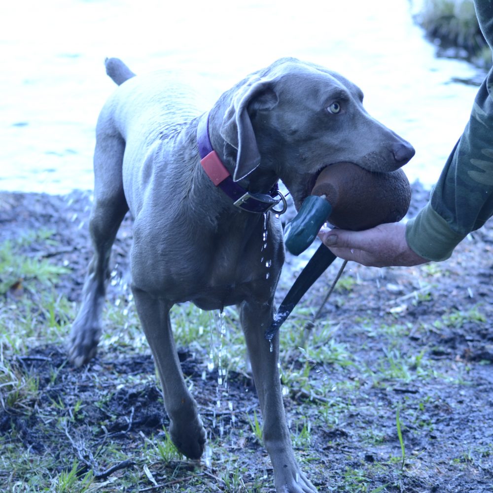 Kraut water retrieve