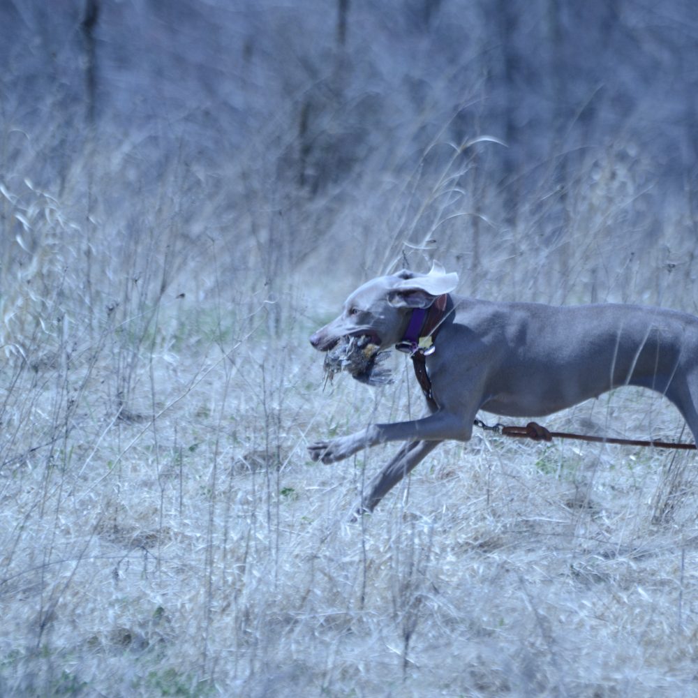 Moxie retrieving