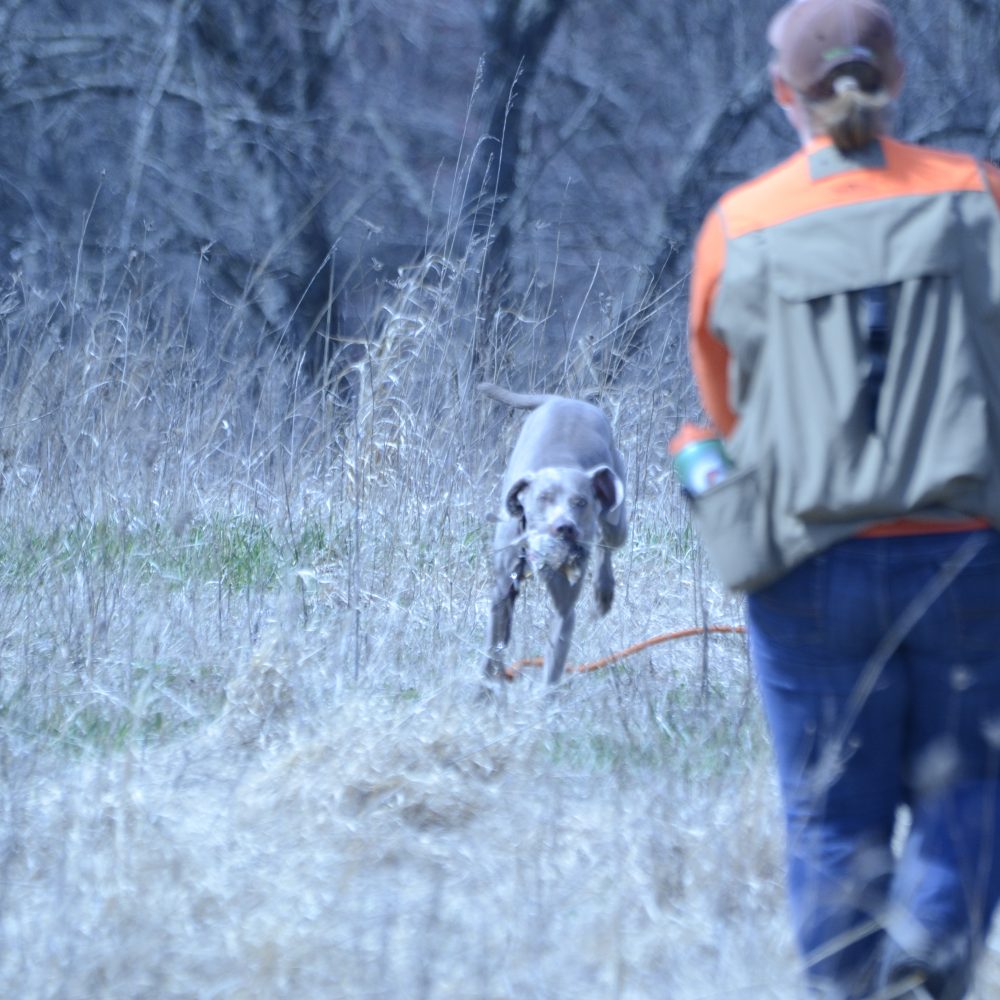 Moxie land retrieve