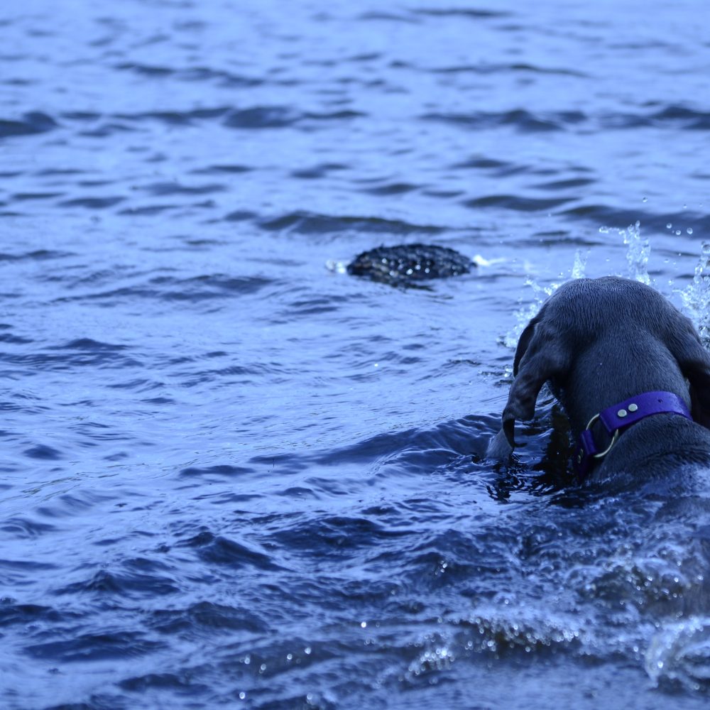 Moxie swimming