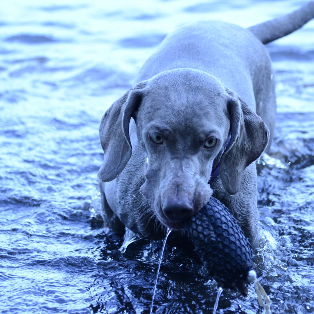 mox water retrieve