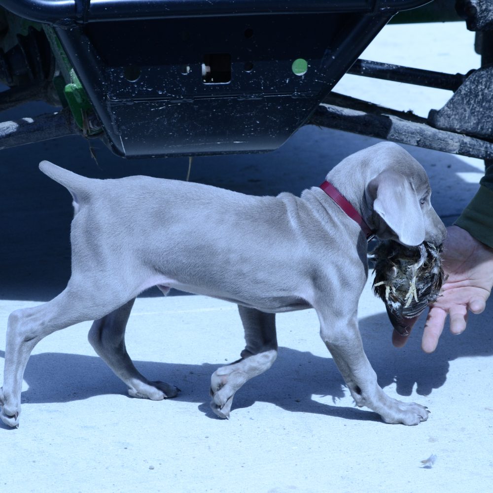 Dalton retrieving a quail