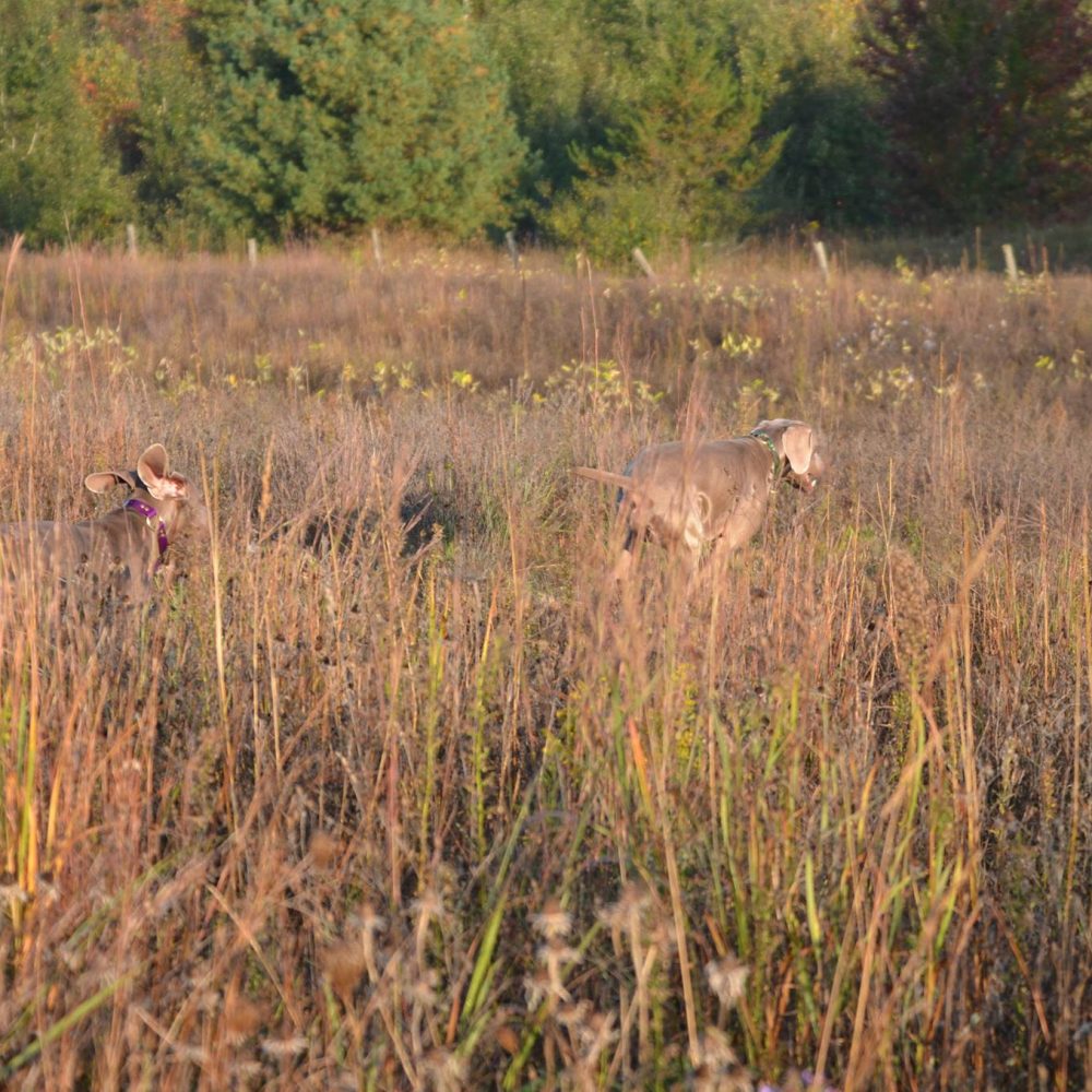 MoxieGooseBreakaway